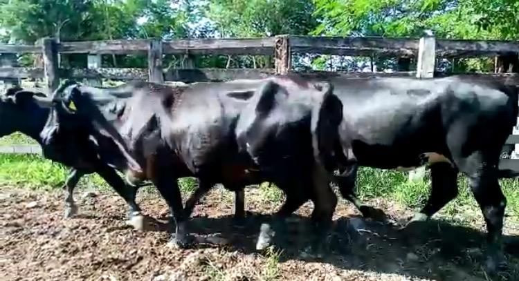 Vacas de Leche