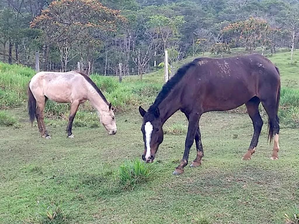 Vendo Yegua con Su Potranca Criollas