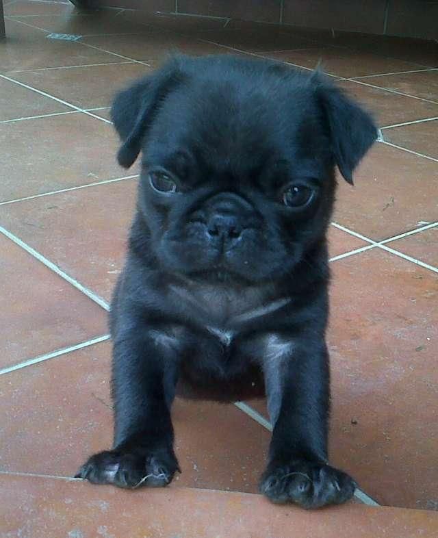 pug negros patas cortas