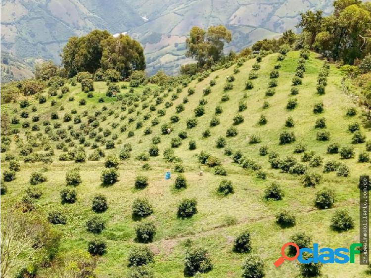 FINCA EN SONSÓN CON CULTIVO DE AGUACATE