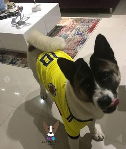 Camiseta Selección Colombia 2018 - Perros Grandes