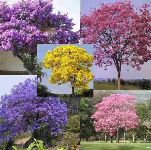 200 Semillas Paulownia + Guayacán: Amarillo, Morado, Blanco