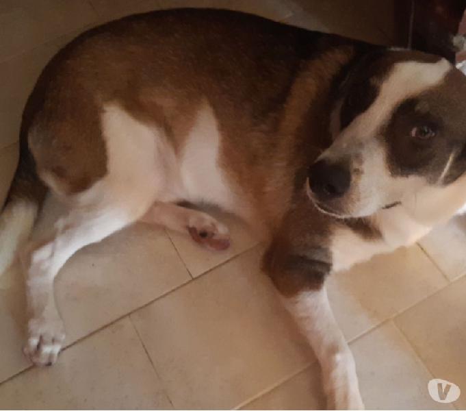BUSCA HOGAR