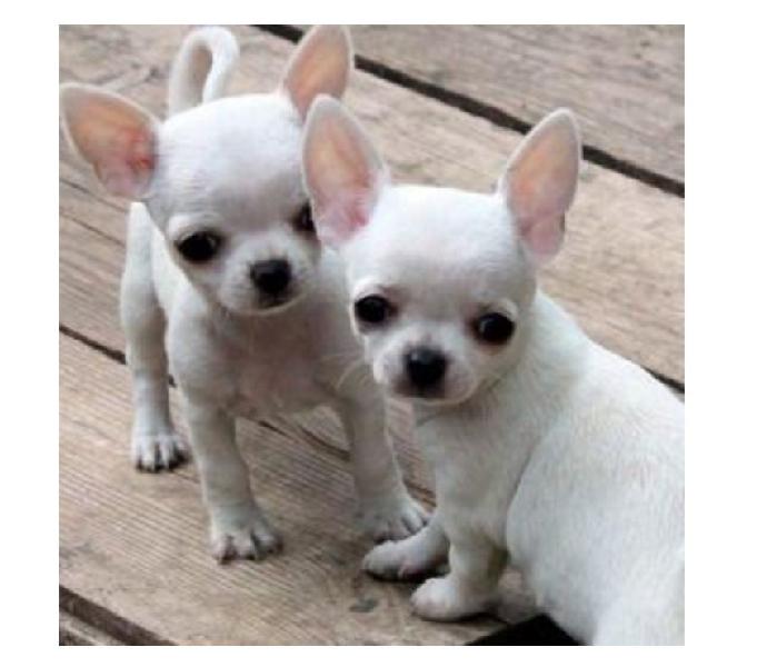 Bebés Excelentes Garantizados Chihuahua Mini