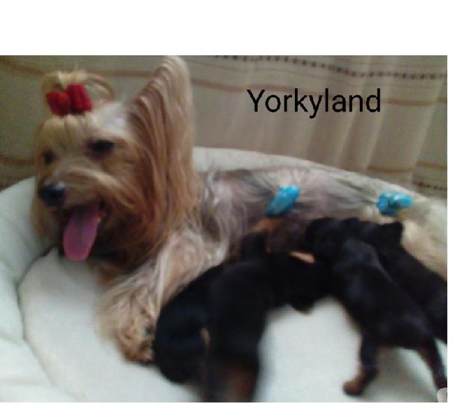 Cachorras Yorkshire mini