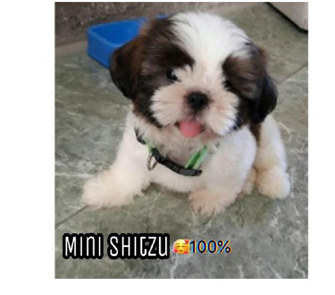 Disponibilidad De Cachorros Shitzu Miniatura