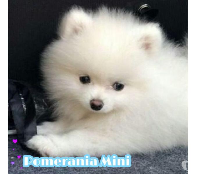 Enamorese De Un Lindo Pomerania Cachorro Mini