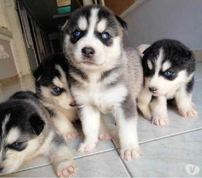 Se venden cachorros husky ojos azules
