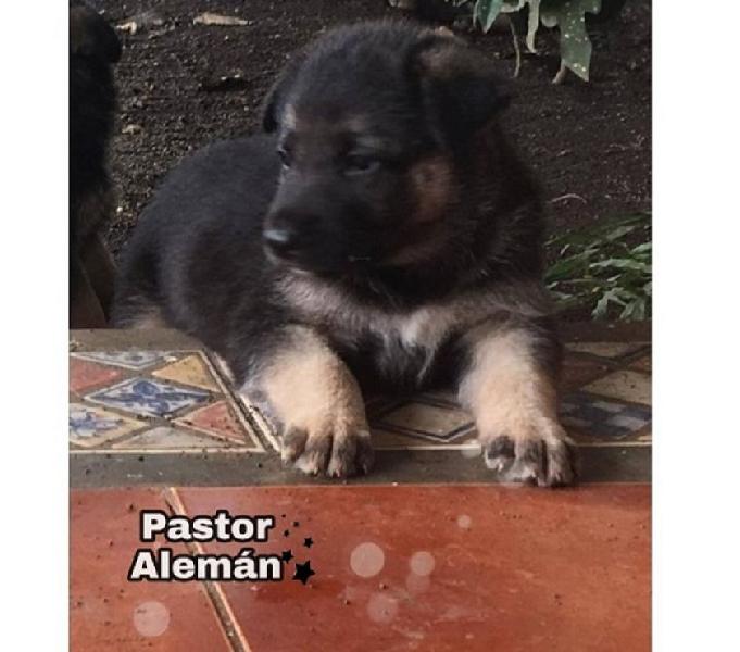 Venta Pastor Alemán Excelentes Cachorros