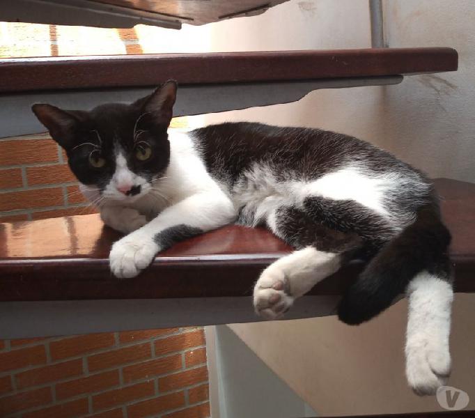 Gatita para adoptar