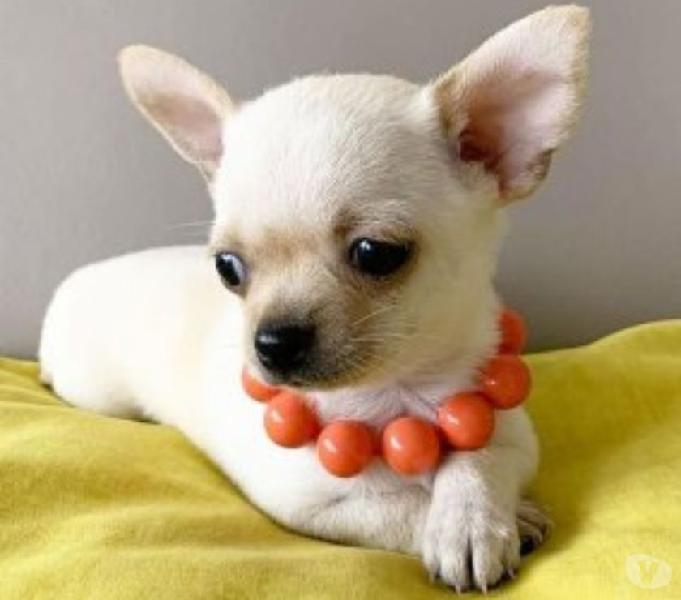 Chihuahua En Venta Cachorros Hermosos