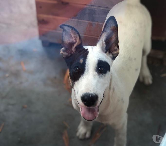 Doy perro en adopción