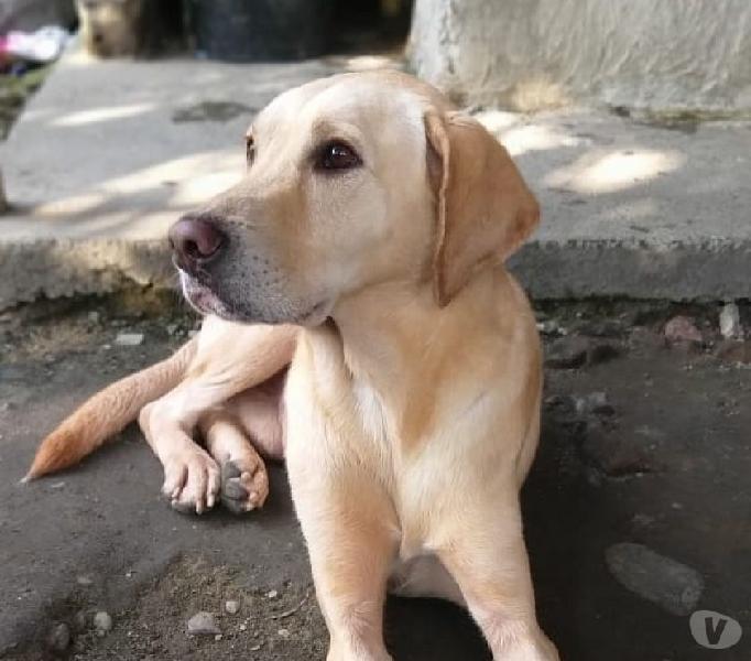 Encontrado labrador en desnutricion