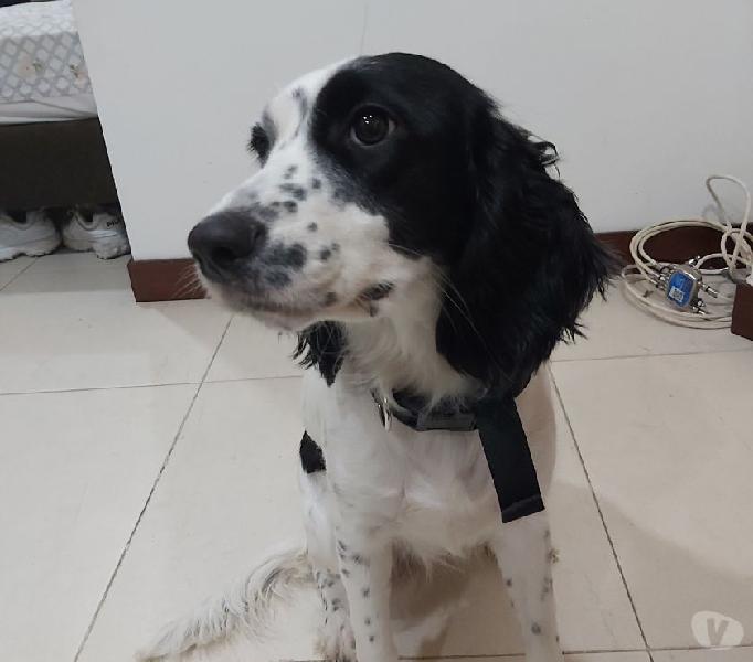 Se da en adopción Cocker Spaniel hembra de 7 meses