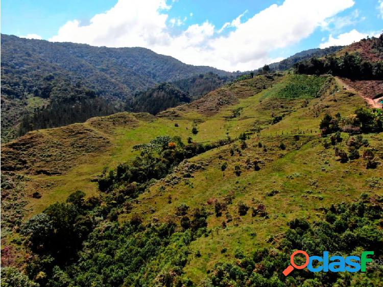 FINCA GIGANTE APTA PARA CULTIVAR AGUACATE HASS