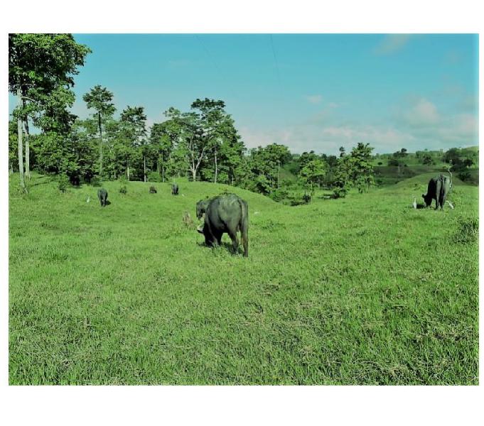 SE VENDE FINCA CIMITARRA SANTANDER 850 HECTÁREAS ECONÓMICA