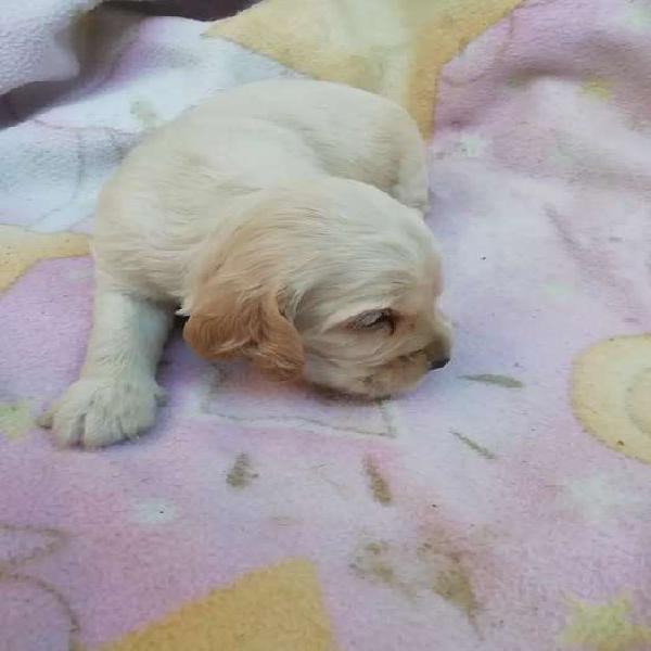 BELLA COCKER SPANIEL DISPONIBLE