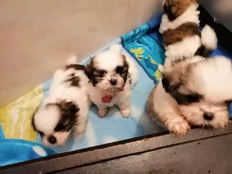Cachorros chihtzu recién nacidos listo para entregar