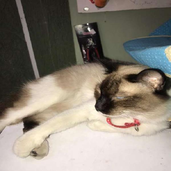 Gato siames en adopcion