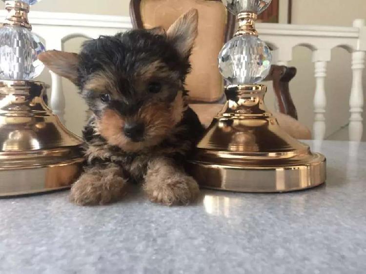 Hermosa mini yorky garantizada de 2 meses