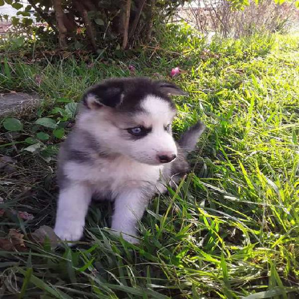 Mis preciosas huskys siberiano