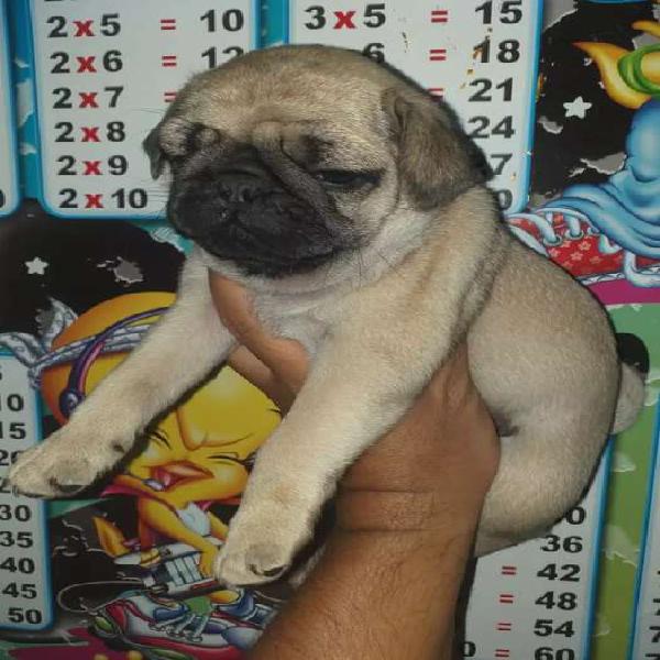 Pug Carlinos en venta