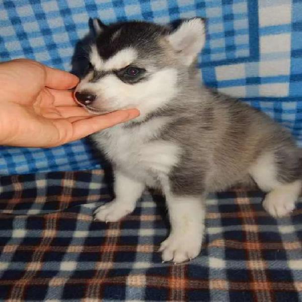 8. Lindos bebés lobos siberianos