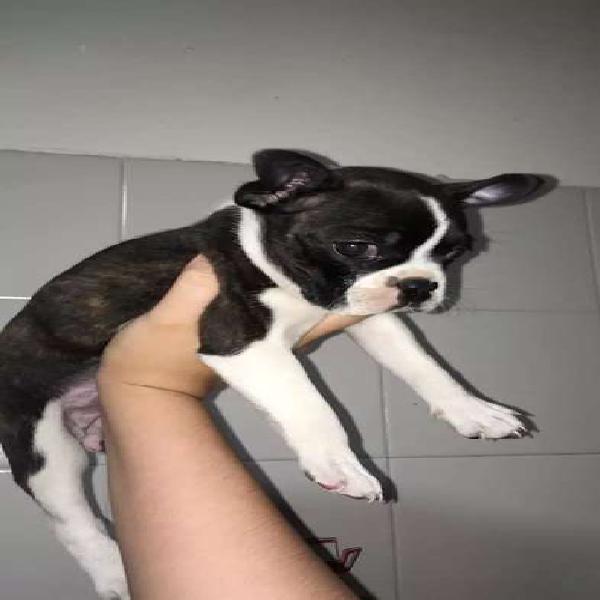 Bebé Boston terrier