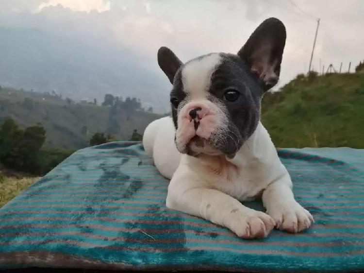 Bulldog frances Pied blue