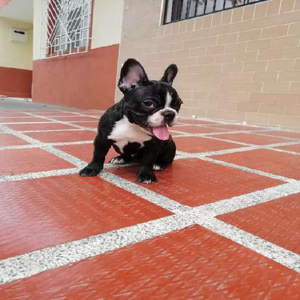 Bulldog francés hembra 3 meses barcina