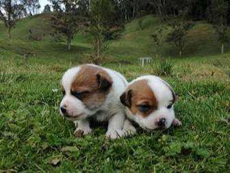 CACHORROS JACK RUSSELL TERRIER