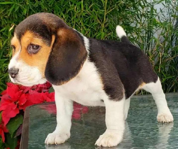 Espectacular beagles muy hermosos