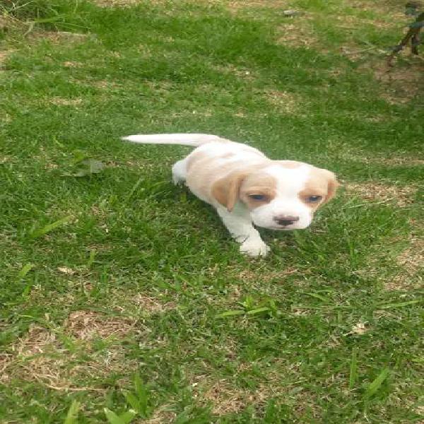 Hembra beagle limon tricolor