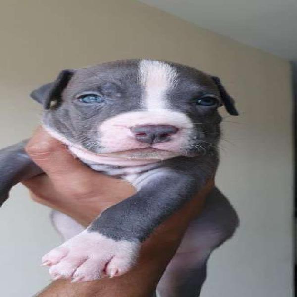 American bully precio es de cada uno.