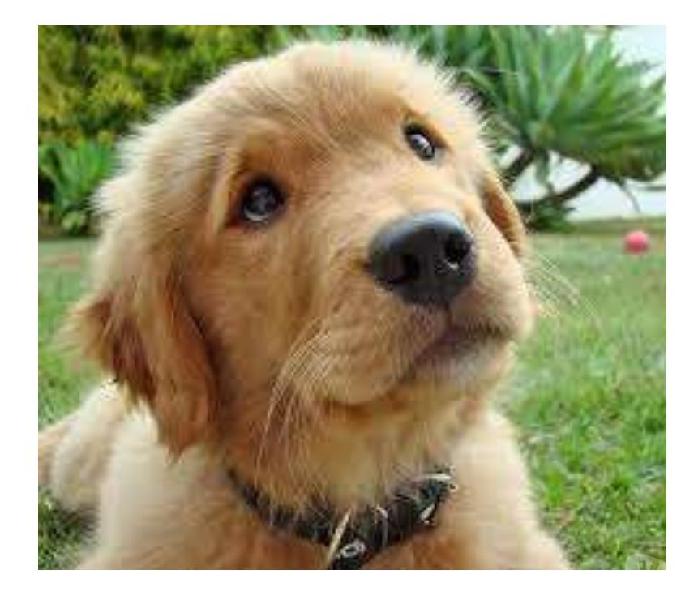 Cachorros Adorables y En Venta Golden Retriver