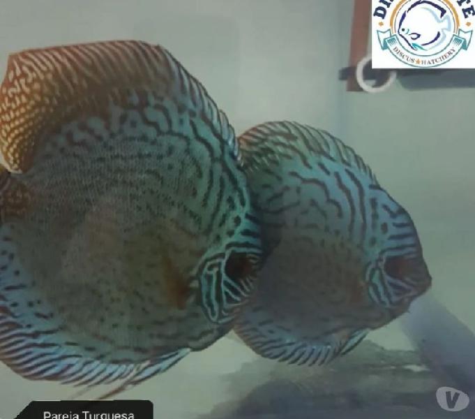 Alevines peces disco (Turquesa y Cobalto)
