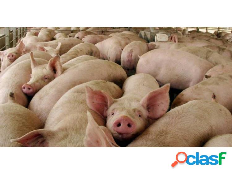 Finca con licencia porcina en venta villa Moreno