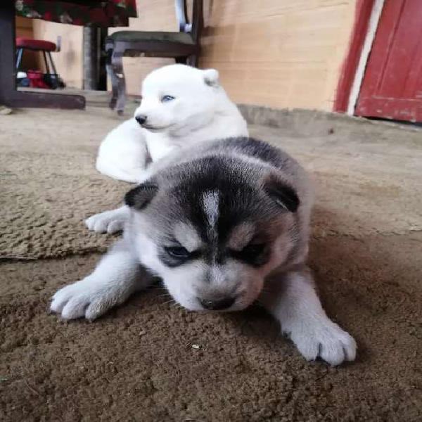 Lindos siberiana