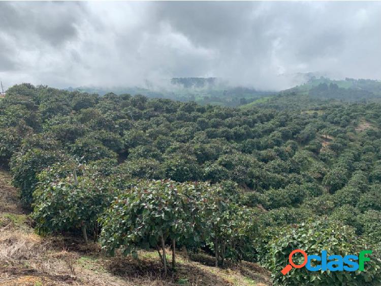 Venta de finca en San Pedro de los Milagros