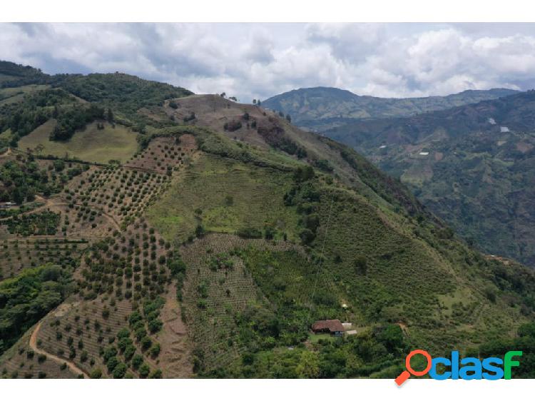 FINCA ESTABLECIDA EN AGUACATE HASS ABEJORRAL