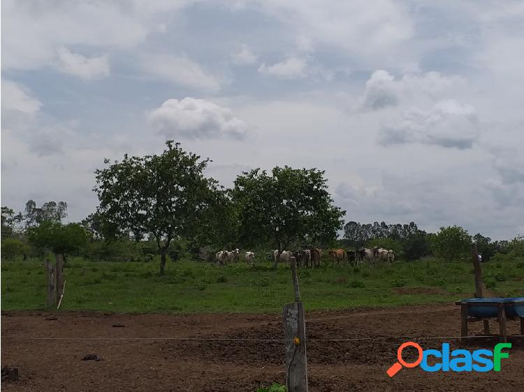 Finca de 266 Ha en Planeta Rica, Córdoba