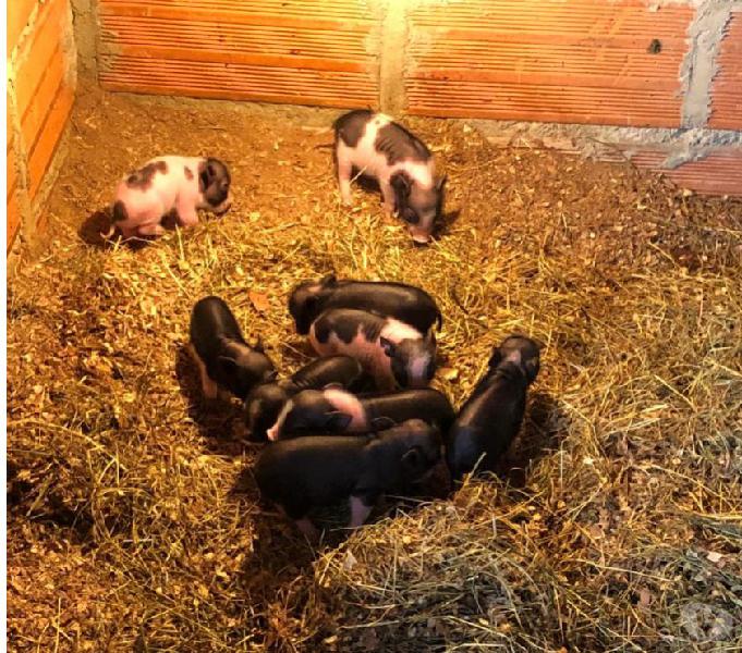 Hermosos Mini Pigs Cerdos Vietnamita Recien Nacidos En Antio