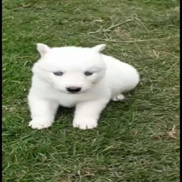 Cariñosos con Los Niños Huskys Hermosos