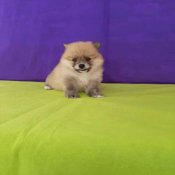 Gorditos pomerania miniatura carita de oso