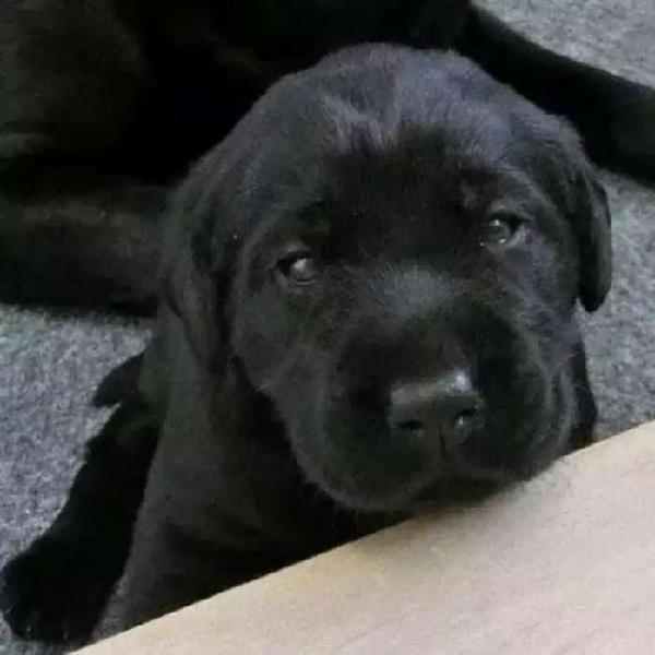 Hermosisismis labradores negris