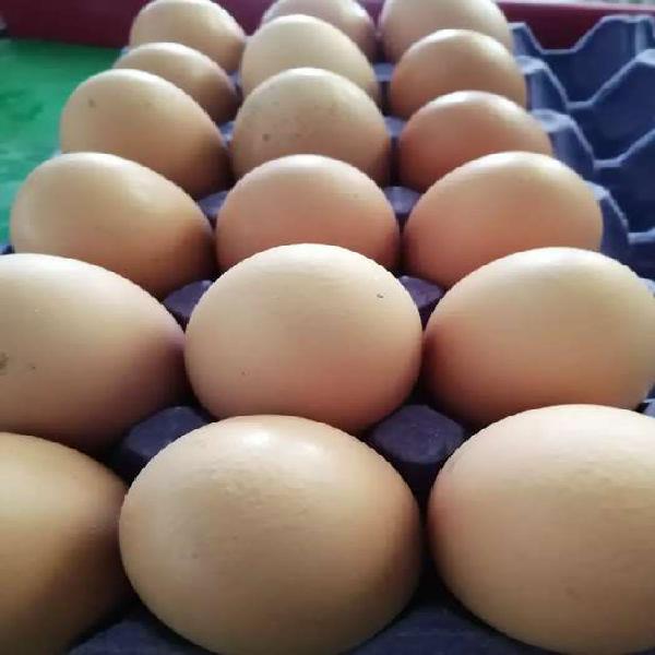 Huevos directo de granja