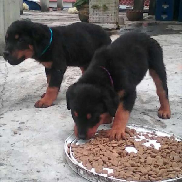 Cachorros rottweiler aleman