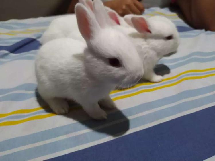 Hermosos y tiernos conejos blancos