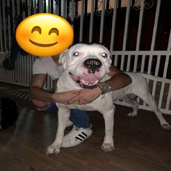 SE VENDE PERRA PITBULL DE 7 MESES