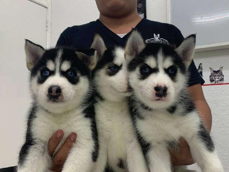 cashorritos husky